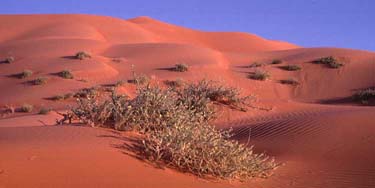 Arabische Halbinsel, Orient, Oman: Rub-al Khali - Expedition ins "Leere Viertel" 