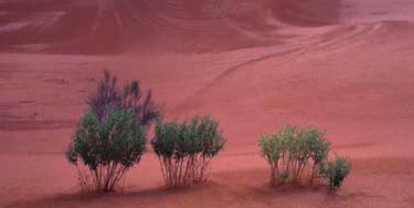 Arabische Halbinsel, Orient, Oman: Rub-al Khali - Expedition ins "Leere Viertel" 