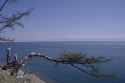 Russland, Sibirien, Baikal: Sommerreise - Baumwuchs am Hang