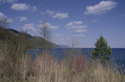 Russland, Sibirien, Baikal: Sommerreise - Vegetation am Strand