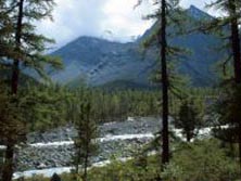 Zentralasien, Russland: Trekking im Altaigebirge - Russische Taiga