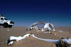 Sahara, Sudan: Bayuda- und Nubien-Expeditionen - Kamelskelett