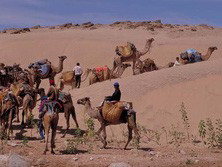 Kameltouren / Meharees, Marokko: Cap Sim & Jebel Toubkal - Die Karawane zieht durch die Dnen