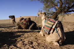 Westsahara, Marokko: Hoher Atlas und Sahara - Die Kamele machen Pause